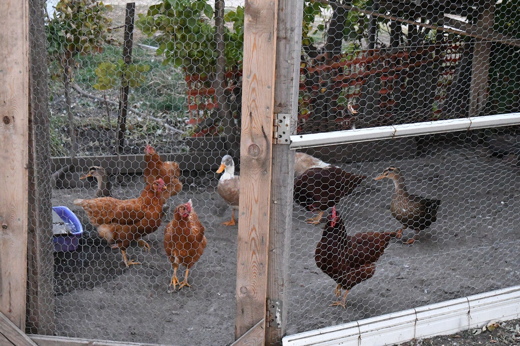 Sheldon City Council 100720 chickens